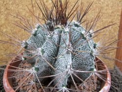 Astrophytum ornatum X niveum XXL, pot 15 cm - 12396227