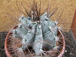 Astrophytum ornatum X niveum XXL, pot 15 cm - 12396228