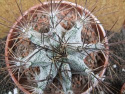 Astrophytum ornatum X niveum XXL, pot 15 cm - 12396229