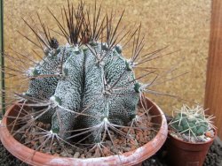 Astrophytum ornatum X niveum XXL, pot 15 cm - 12396230