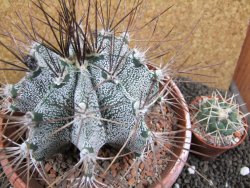 Astrophytum ornatum X niveum XXL, pot 15 cm - 12396231