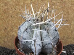 Astrophytu niveum XL, pot 10 cm - 12396233