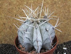 Astrophytu niveum XL, pot 10 cm - 12396234