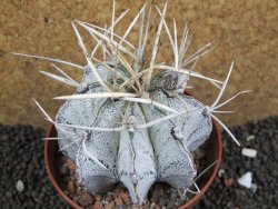 Astrophytu niveum XL, pot 10 cm - 12396235