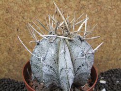 Astrophytu niveum XL, pot 10 cm - 12396236