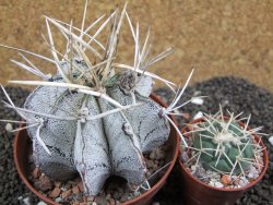 Astrophytu niveum XL, pot 10 cm - 12396237