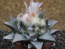 Ariocarpus retusus pot 7 cm cites IA - 12396251