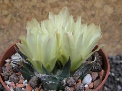 Ariocarpus trigonus horacekii Jaumave L size pot 6,5 cm - 12396259