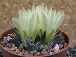 Ariocarpus trigonus horacekii Jaumave L size pot 6,5 cm