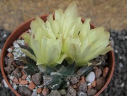 Ariocarpus trigonus horacekii Jaumave L size pot 6,5 cm - 12396261