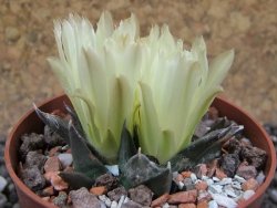 Ariocarpus trigonus horacekii Jaumave L size pot 6,5 cm - 12396262