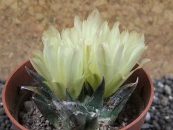 Ariocarpus trigonus horacekii Jaumave L size pot 6,5 cm - 12396263