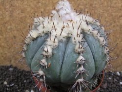 Echinocactus horizonthalonius subikii Ejido Soledad XXL pot 11 cm - 12396265