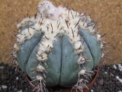 Echinocactus horizonthalonius subikii Ejido Soledad XXL pot 11 cm - 12396266