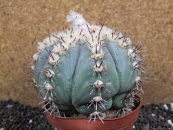 Echinocactus horizonthalonius subikii Ejido Soledad XXL pot 11 cm - 12396267