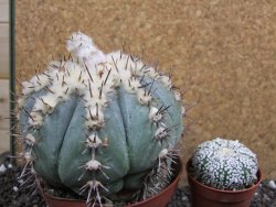 Echinocactus horizonthalonius subikii Ejido Soledad XXL pot 11 cm - 12396268