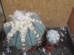 Echinocactus horizonthalonius subikii Ejido Soledad XXL pot 11 cm - 12396269