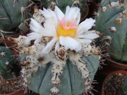 Echinocactus horizonthalonius subikii Ejido Soledad XXL pot 11 cm - 12396270