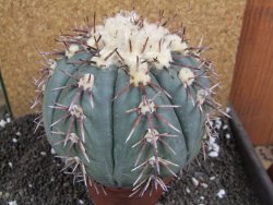 Echinocactus horizonthalonius Tula, Tam. XXL 14x V 10 cm - 12396301