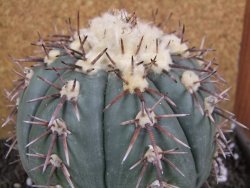 Echinocactus horizonthalonius Tula, Tam. XXL 14x V 10 cm - 12396302