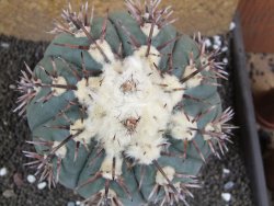 Echinocactus horizonthalonius Tula, Tam. XXL 14x V 10 cm - 12396305