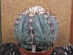 Echinocactus horizonthalonius Tula, Tam. XXL 14x V 10 cm - 12396306