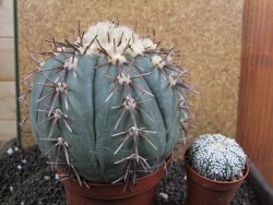 Echinocactus horizonthalonius Tula, Tam. XXL 14x V 10 cm - 12396307