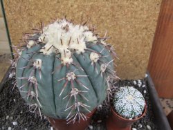 Echinocactus horizonthalonius Tula, Tam. XXL 14x V 10 cm - 12396308