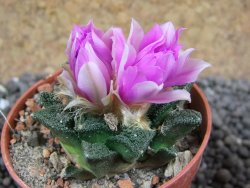 Ariocarpus fissuratus hintonii Matehuala pot 5,5 cm Cites IA