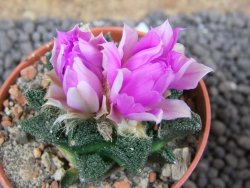 Ariocarpus fissuratus hintonii Matehuala pot 5,5 cm Cites IA - 12396314