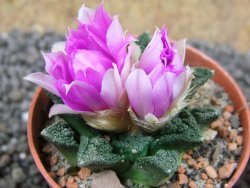 Ariocarpus fissuratus hintonii Matehuala pot 5,5 cm Cites IA - 12396315