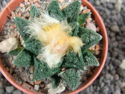 Ariocarpus fissuratus hintonii Matehuala pot 5,5 cm Cites IA - 12396316
