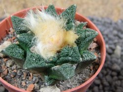 Ariocarpus fissuratus hintonii Matehuala pot 5,5 cm Cites IA - 12396317