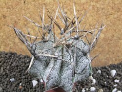 Astrophytum niveum, 8 cm - 12396336