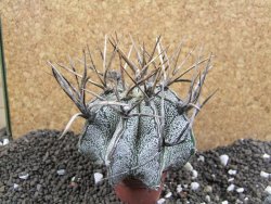 Astrophytum niveum, 8 cm - 12396337