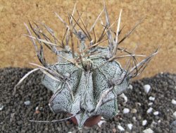 Astrophytum niveum, 8 cm - 12396338