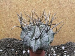 Astrophytum niveum, 8 cm