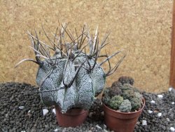 Astrophytum niveum, 8 cm - 12396340