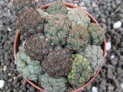 Puna bonniae pot 5,5 cm