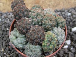 Puna bonniae pot 5,5 cm - 12396349