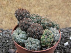 Puna bonniae pot 5,5 cm - 12396350