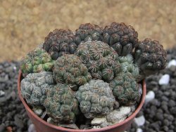 Puna bonniae pot 5,5 cm - 12396351
