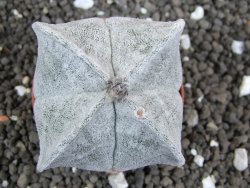 Astrophytum coahuilense quadricostatum, pot 5,5 cm - 12396368