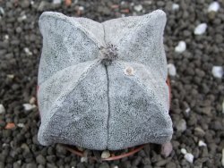 Astrophytum coahuilense quadricostatum, pot 5,5 cm - 12396369