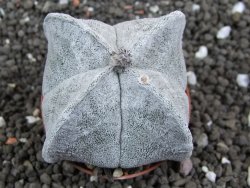 Astrophytum coahuilense quadricostatum, pot 5,5 cm - 12396369