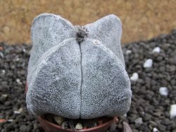 Astrophytum coahuilense quadricostatum, pot 5,5 cm - 12396370