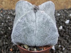 Astrophytum coahuilense quadricostatum, pot 5,5 cm