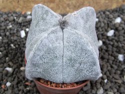 Astrophytum coahuilense quadricostatum, pot 5,5 cm - 12396372