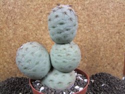 Tephrocactus geometricus 10x V 12 cm