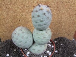 Tephrocactus geometricus 10x V 12 cm - 12396379